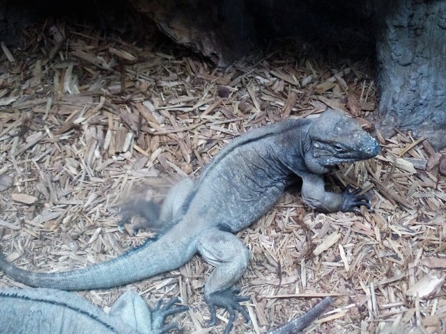 Cape May Zoo iguana