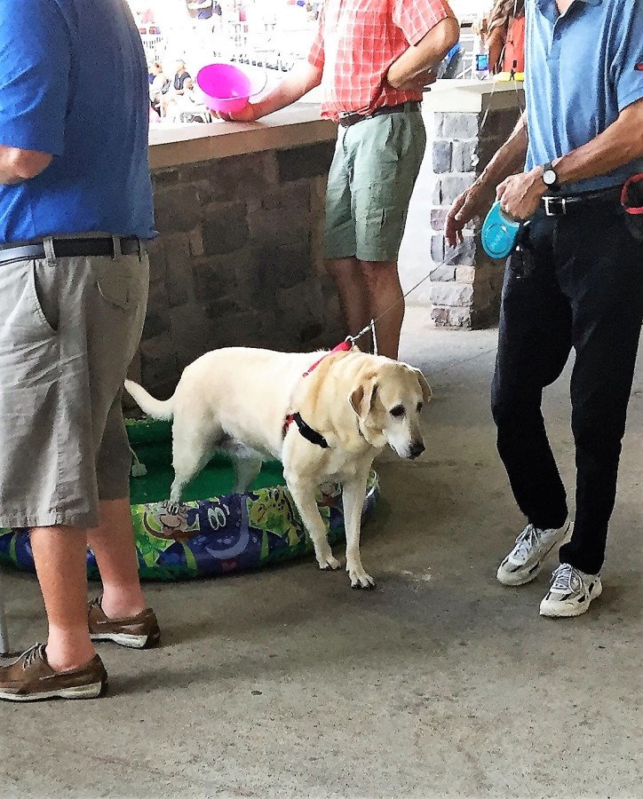 Dog pool at Palisades Credit Union Park