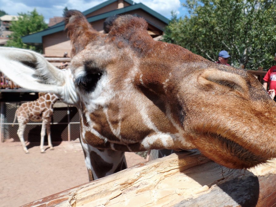 Giraffe face-to-face