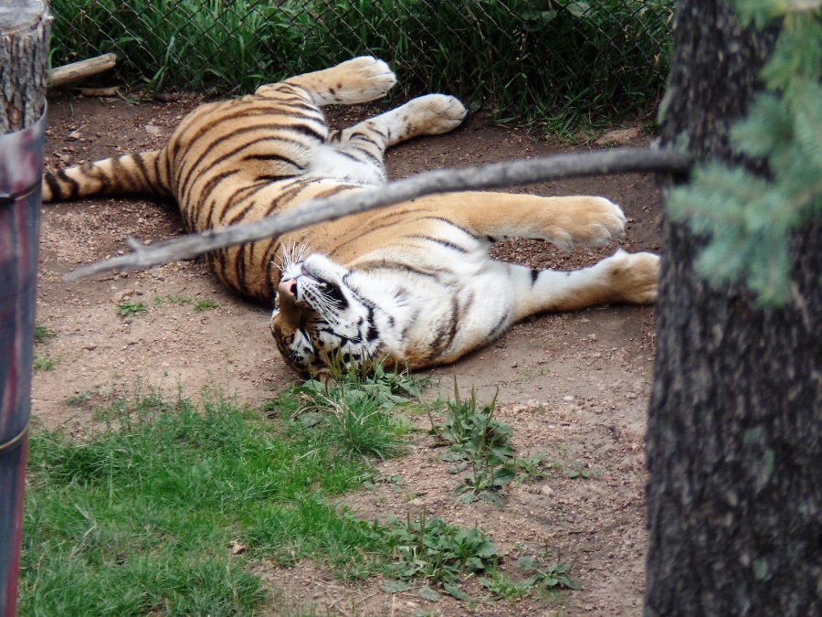 Sleeping tiger