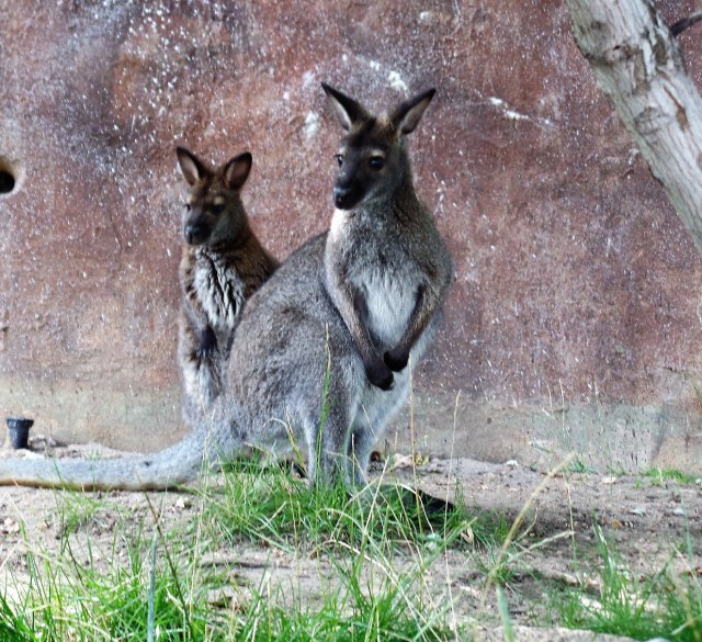 wallabies