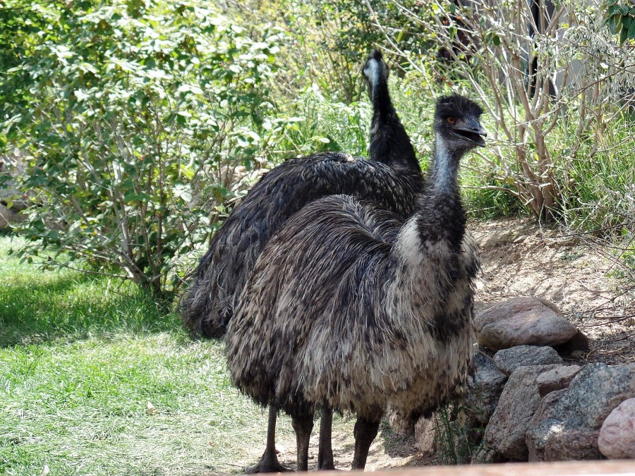 Emu