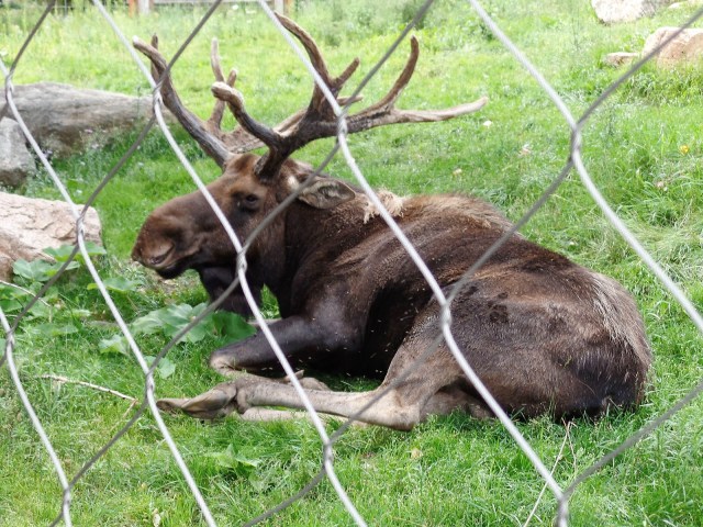 elk