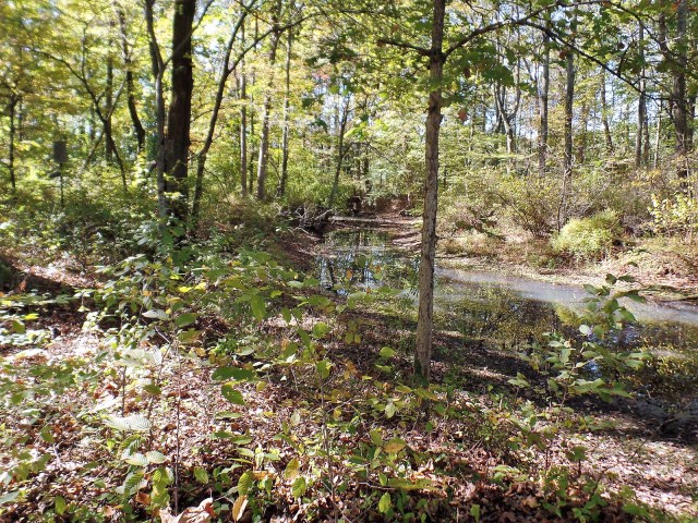 River through Great Swamp