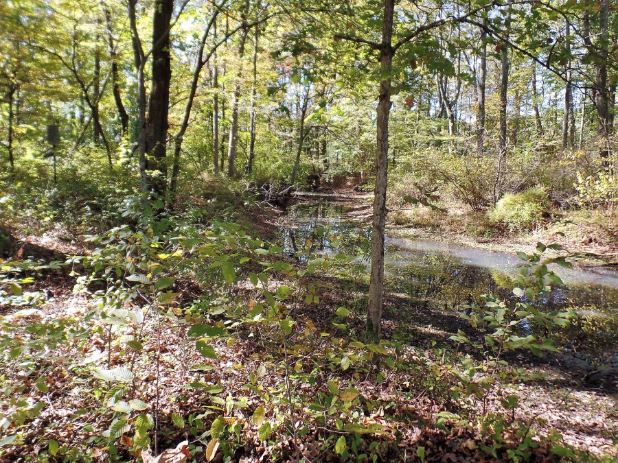 River through Great Swamp