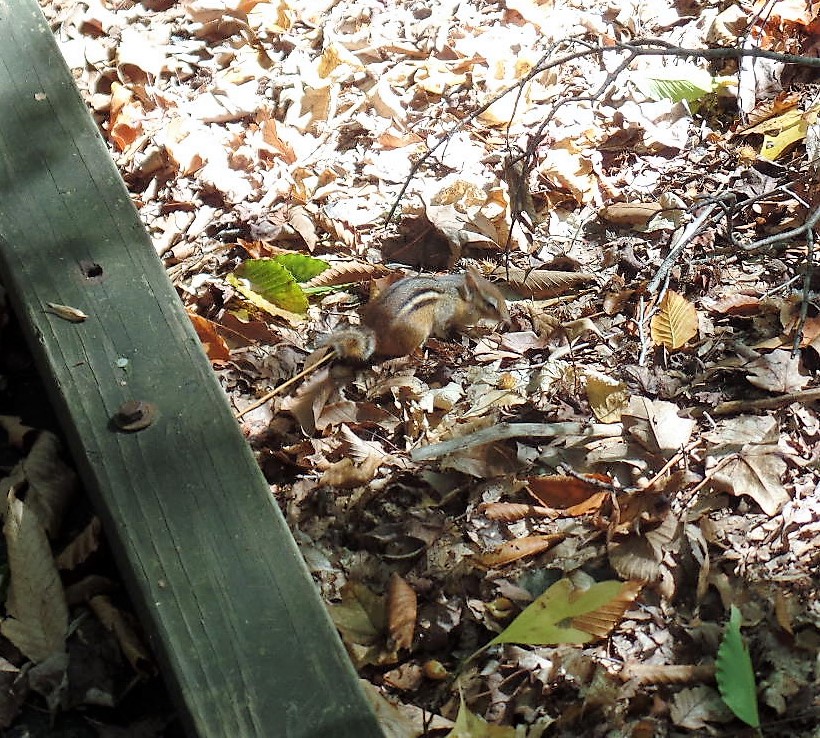 Great Swamp chipmunk