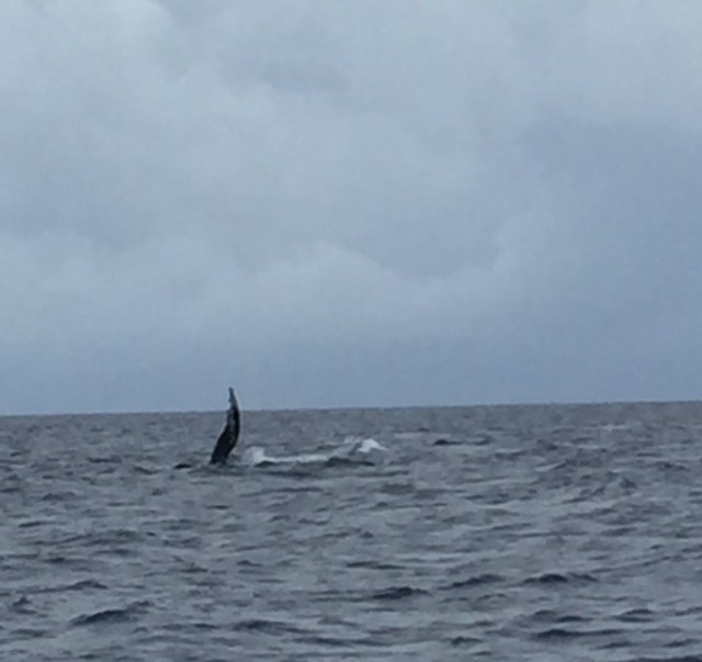 Humpback whale in Maui