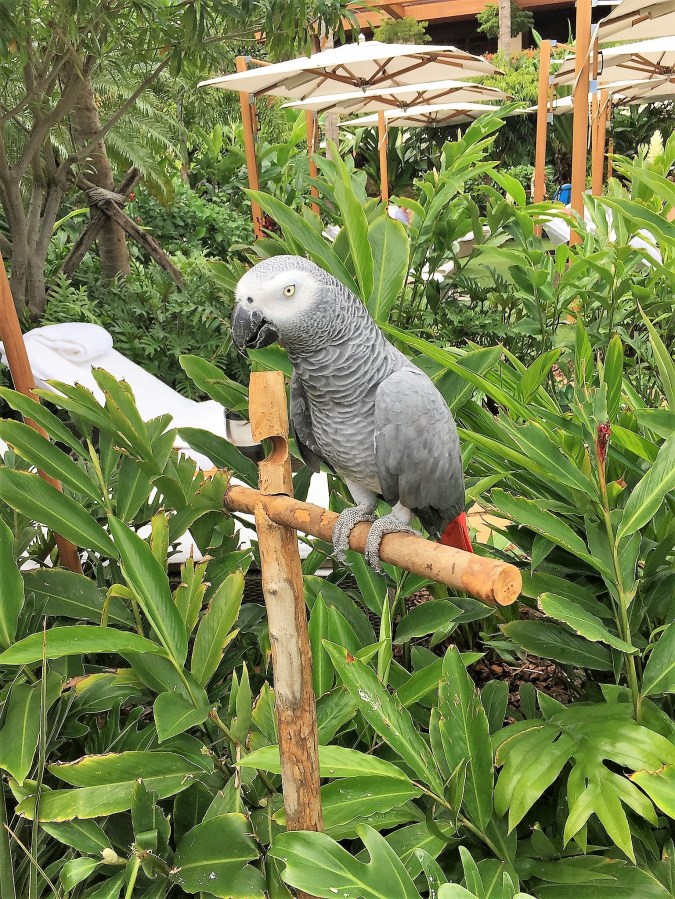 Four Season rescue bird