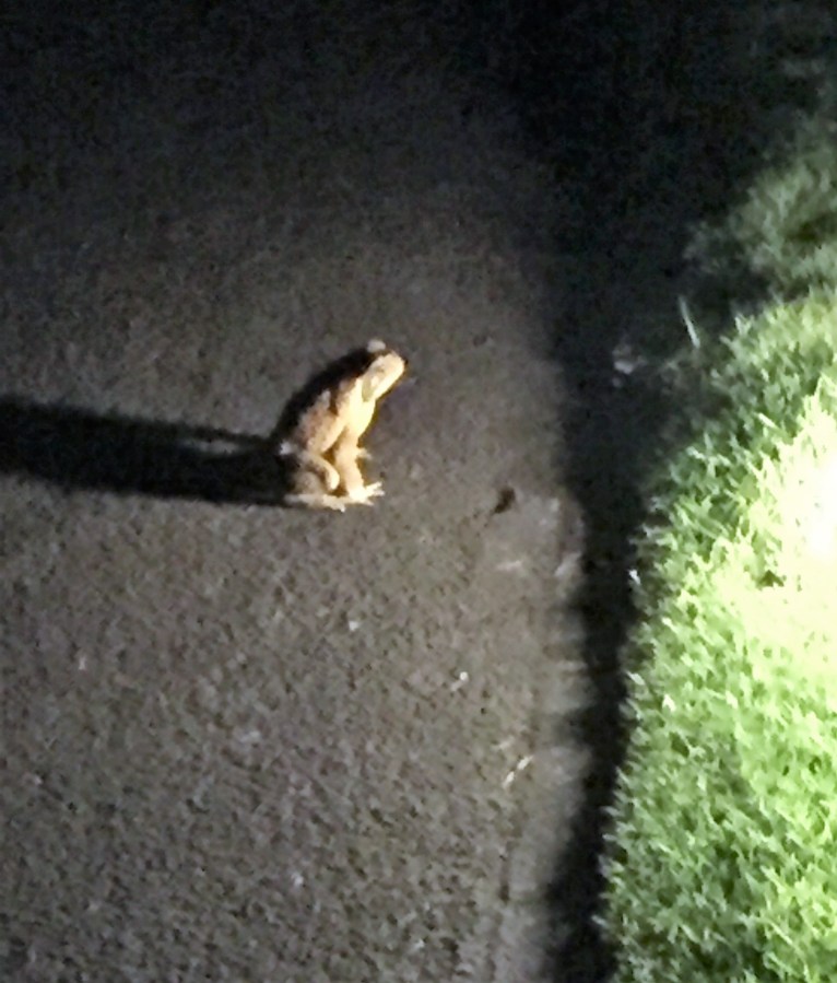 Maui frog