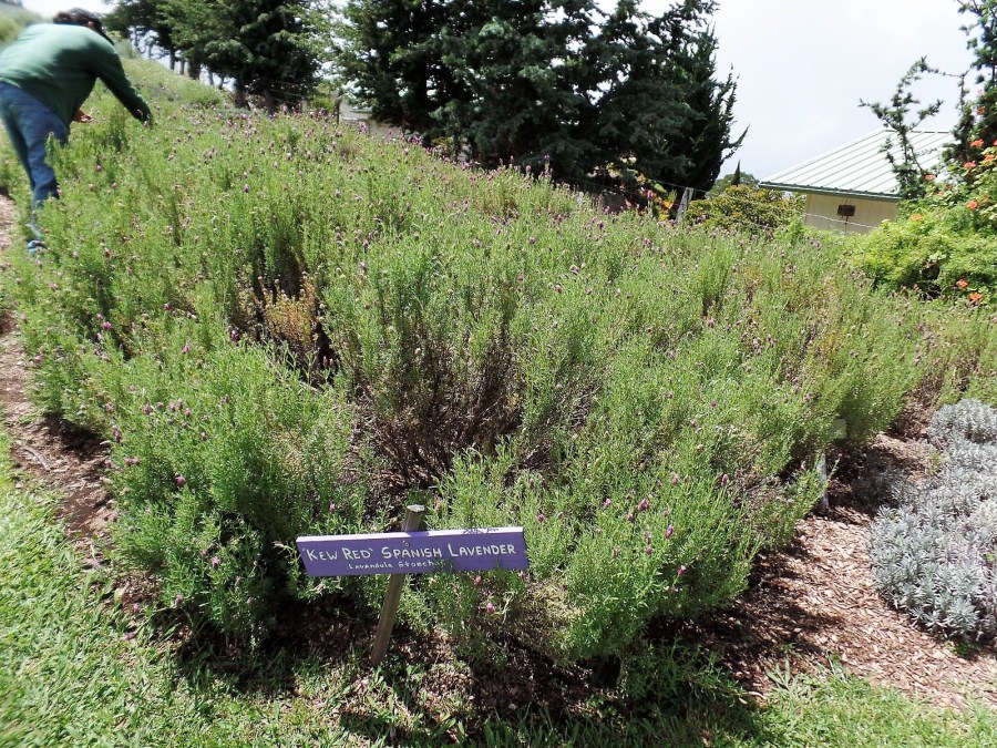 lavender plants