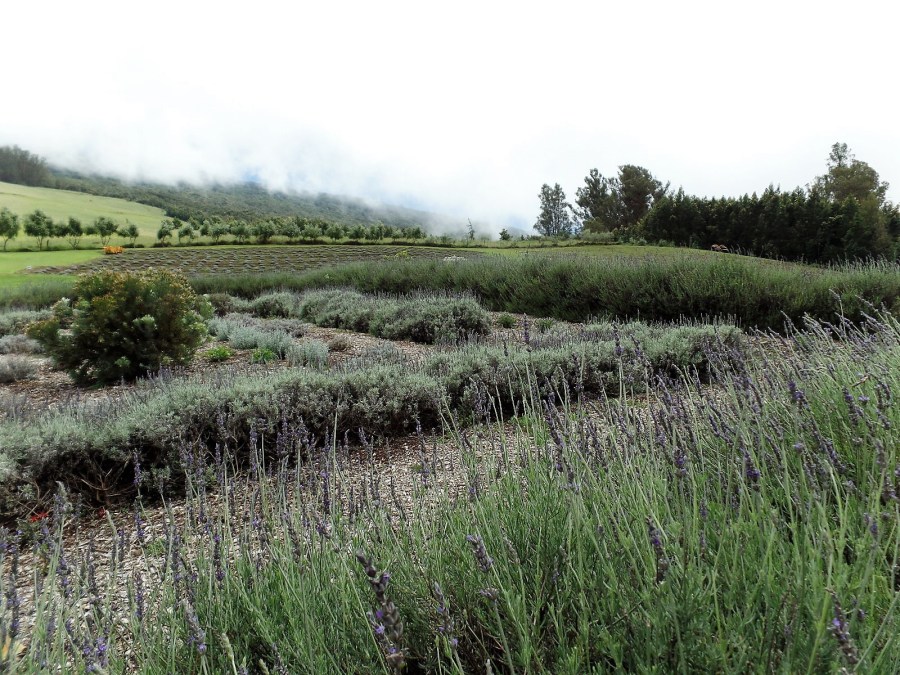 fields of lavender