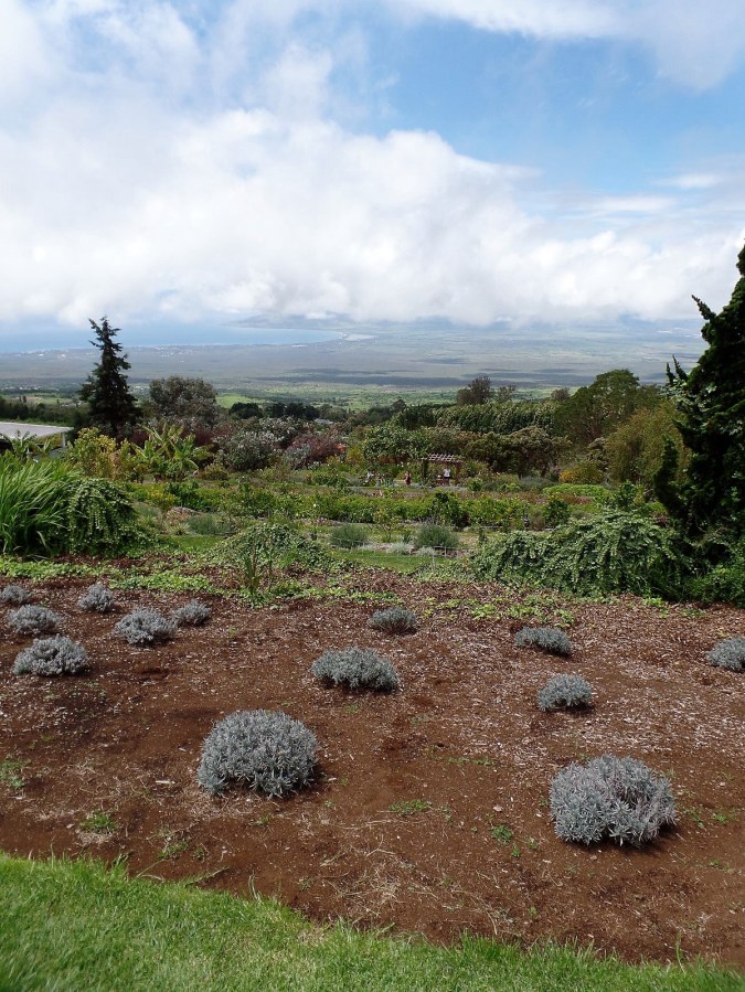 Ali'i Kula Lavender farm