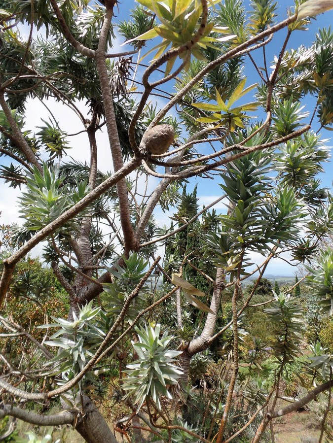 Ali'i Kula lavender farm