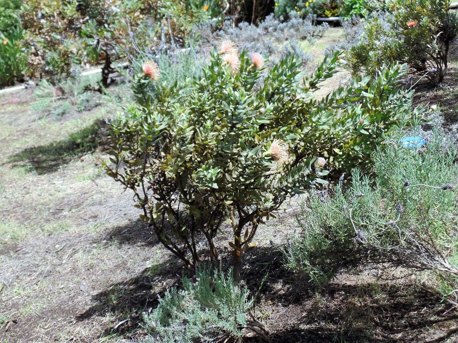 Ali'i Kula lavender farm
