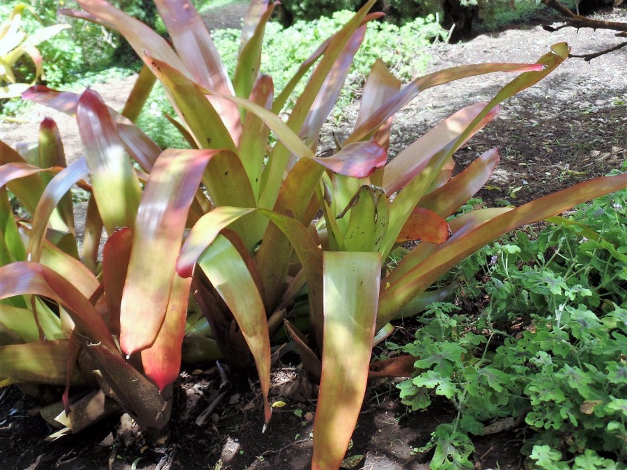Ali'i Kula lavender farm