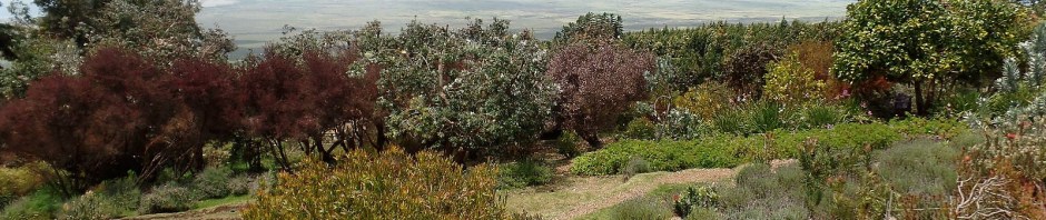 Ali'i Kula lavender farm