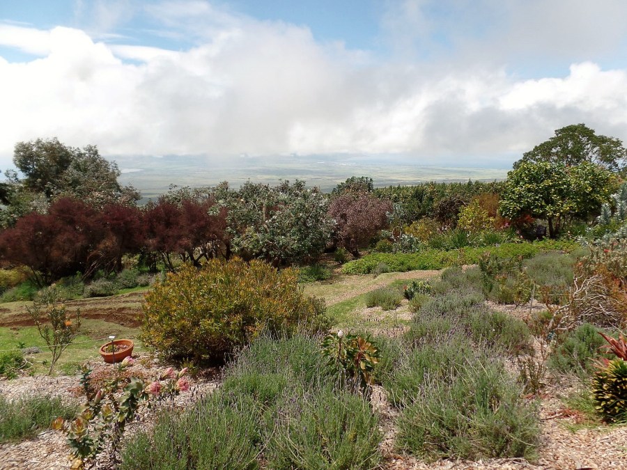Ali'i Kula lavender farm