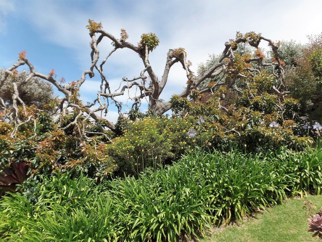 Ali'i Kula lavender farm