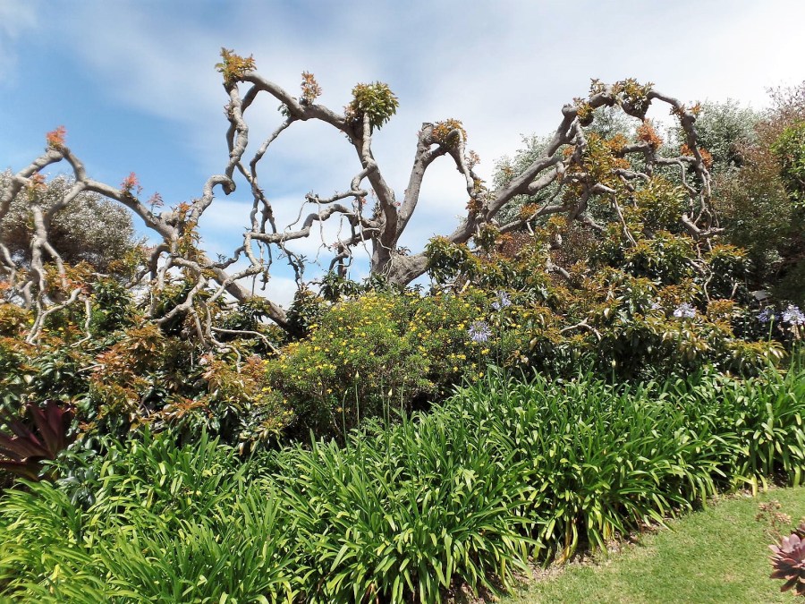 Ali'i Kula lavender farm