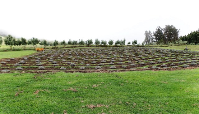 Ali'i Kula lavender farm