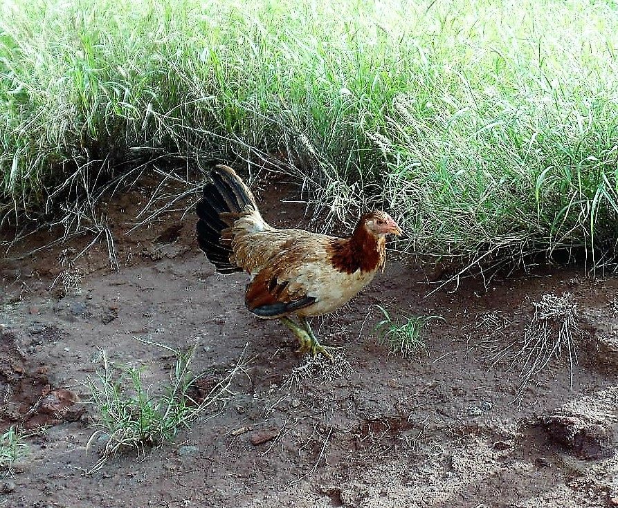 Chicken in Maui
