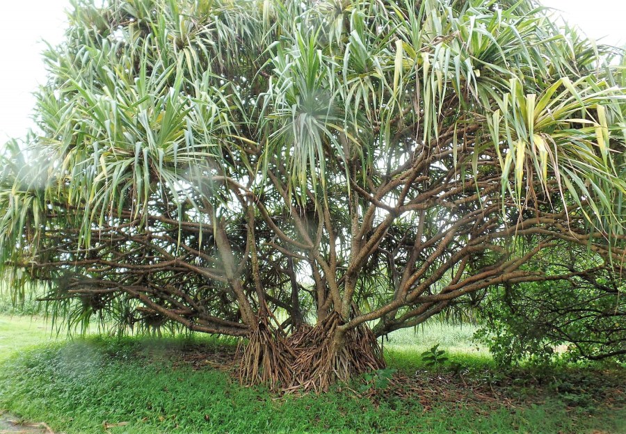 Haleakala National Park