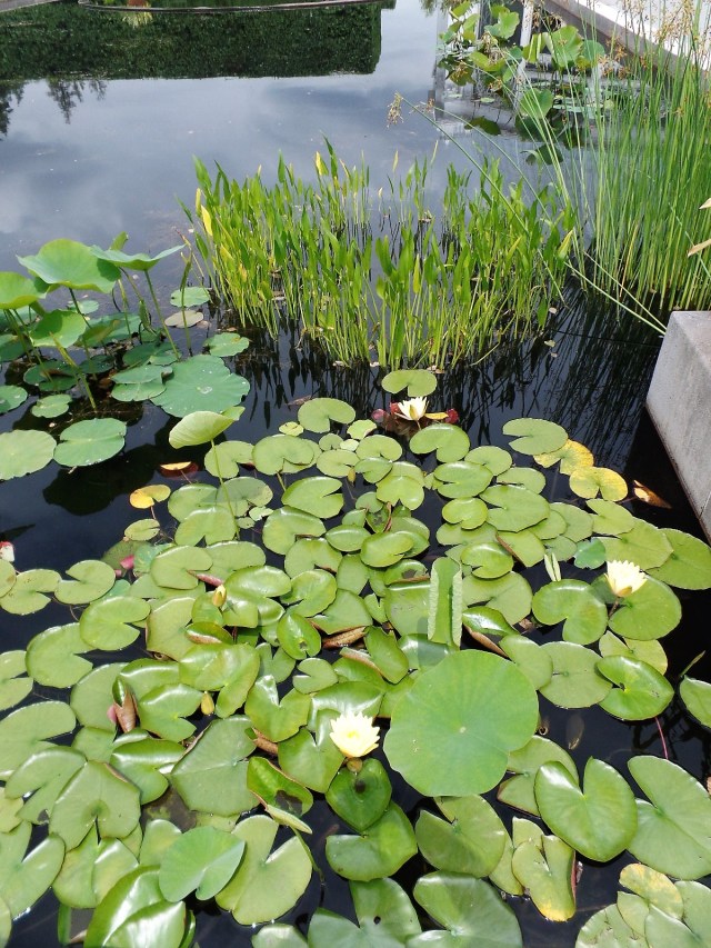 Reflecting pond