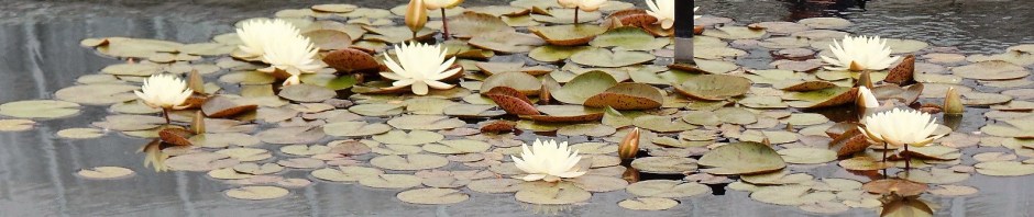 water lillies
