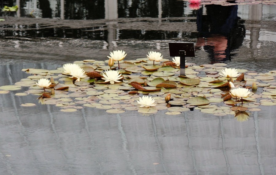 water lillies