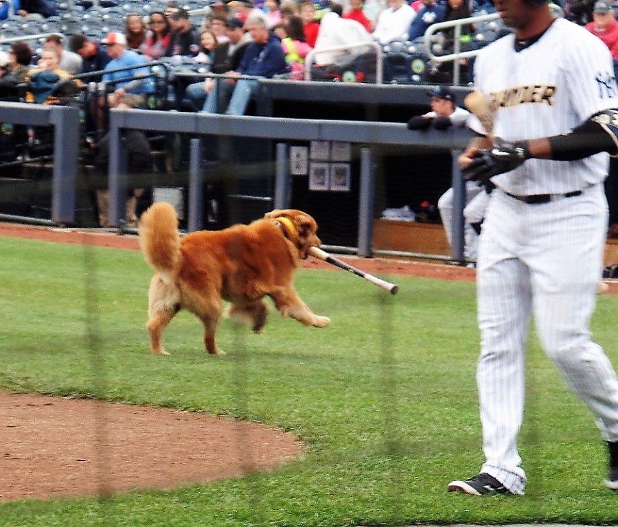 Rookie, the Trenton Thunder's bat dog