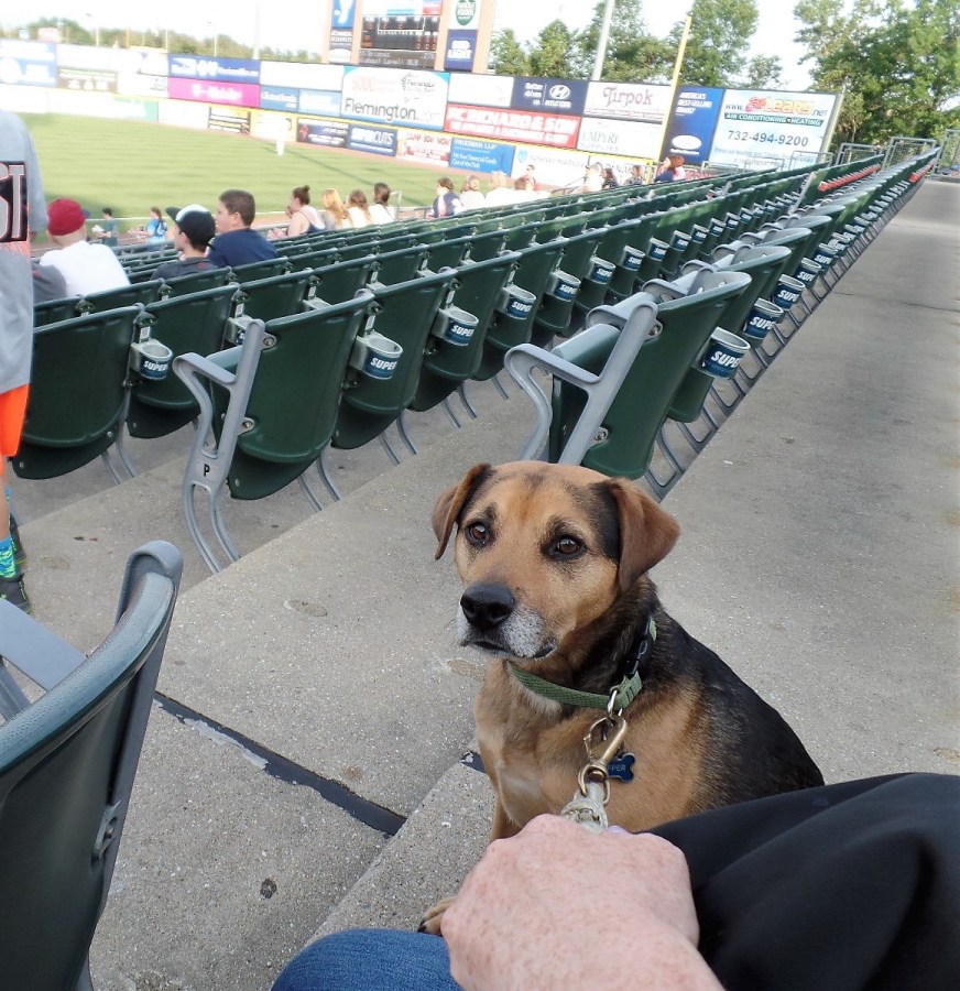 Bark in the Park night in Bridgewater, N.J.