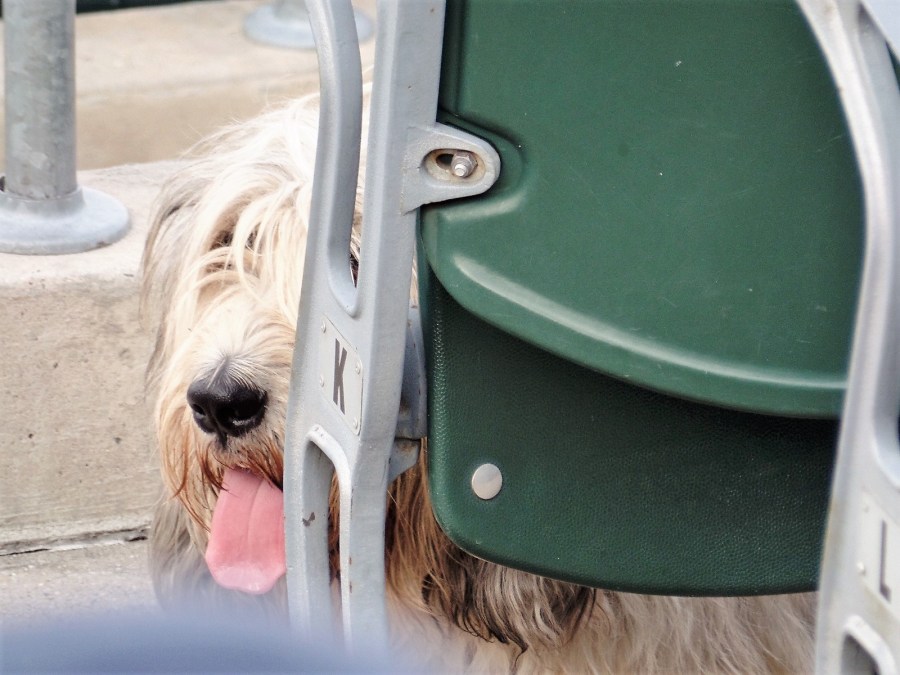 Bark in the Park night in Bridgewater, N.J.