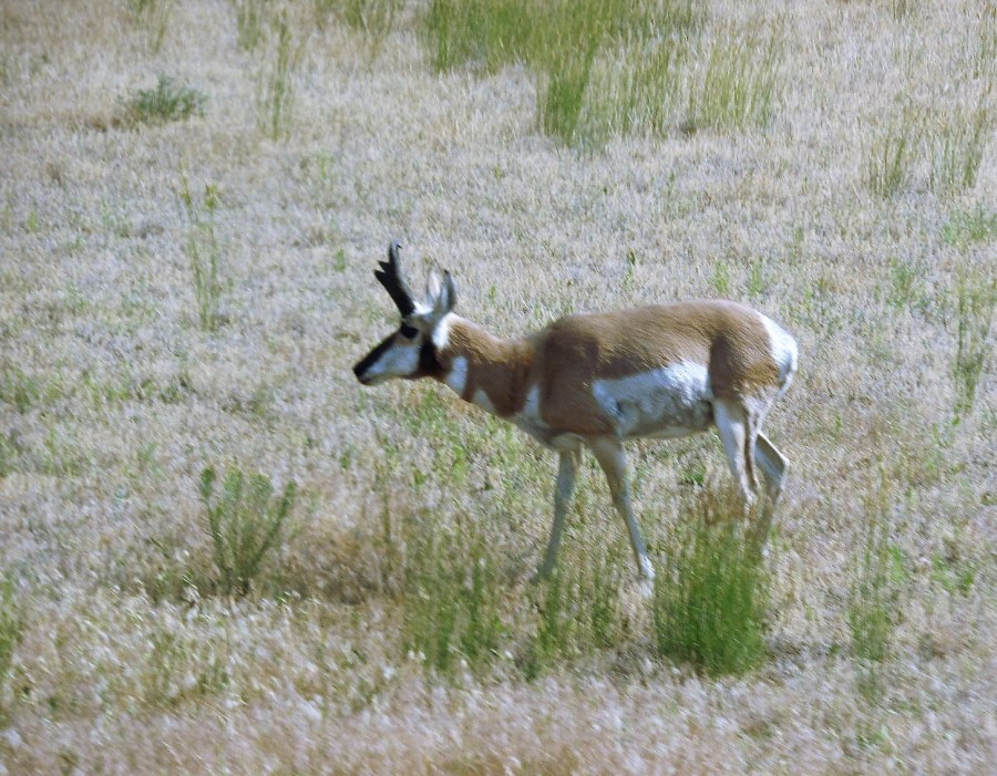 Yellowstone pronghorn