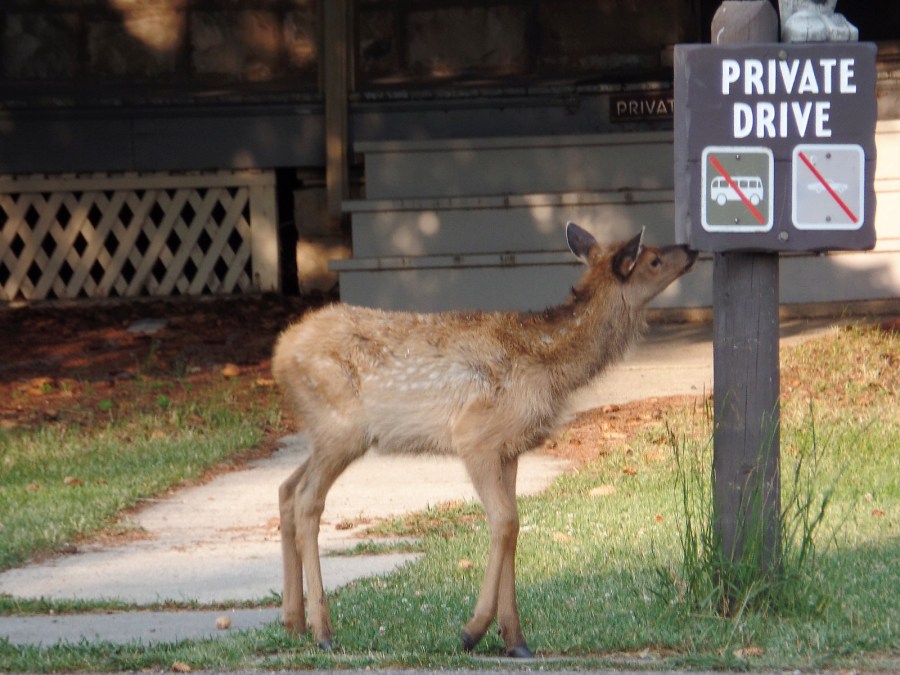 Baby elk at Mammoth Hot Springs