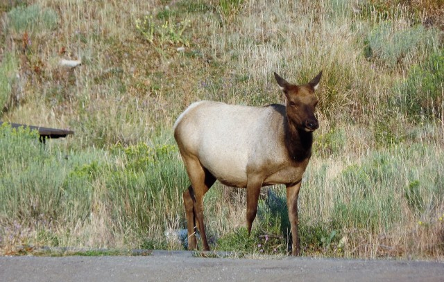 Adult elk at Mammoth Hot Springs