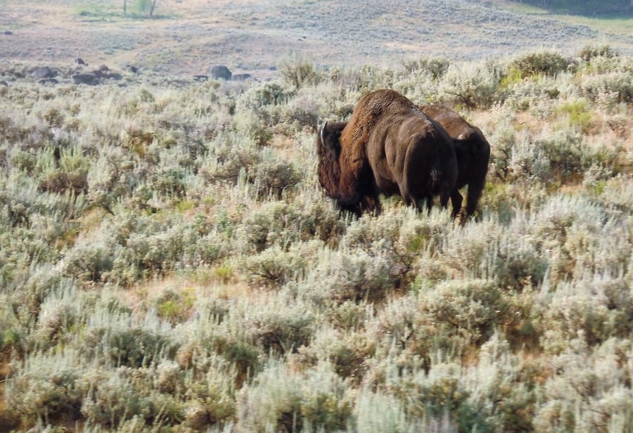 Bison in Yellowstone Park
