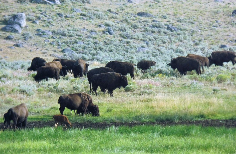 Herd of American bison