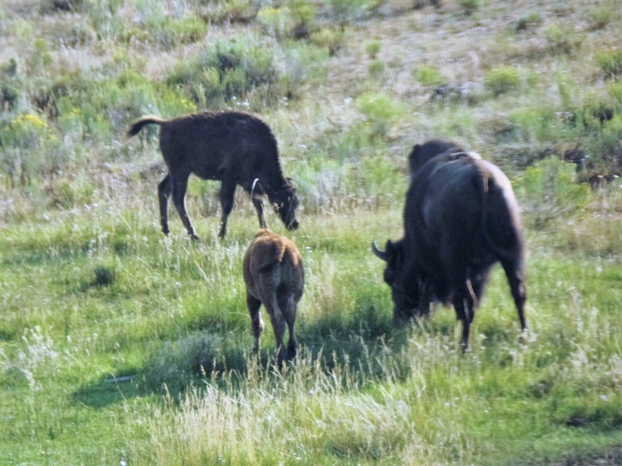 Bison family