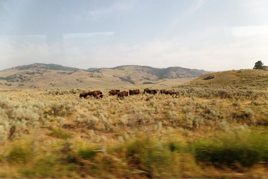 Bison in Yellowstone