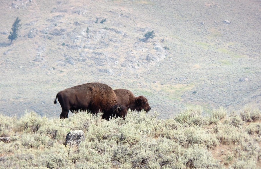 Bison in Yellowstone Park