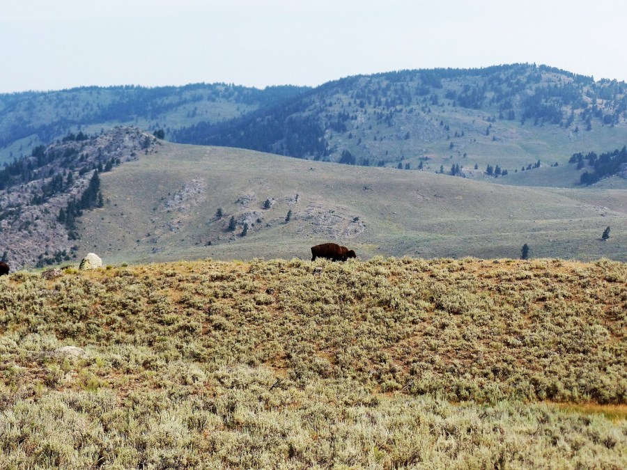 Lamar Valley in Yellowstone National Park