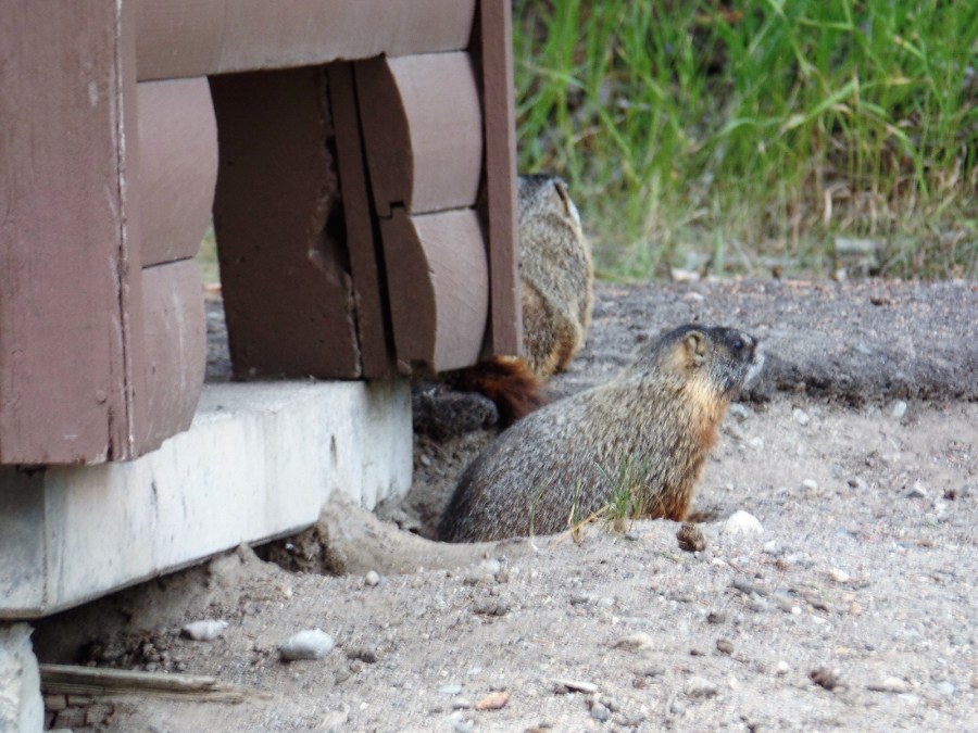 Yellow-bellied marmots
