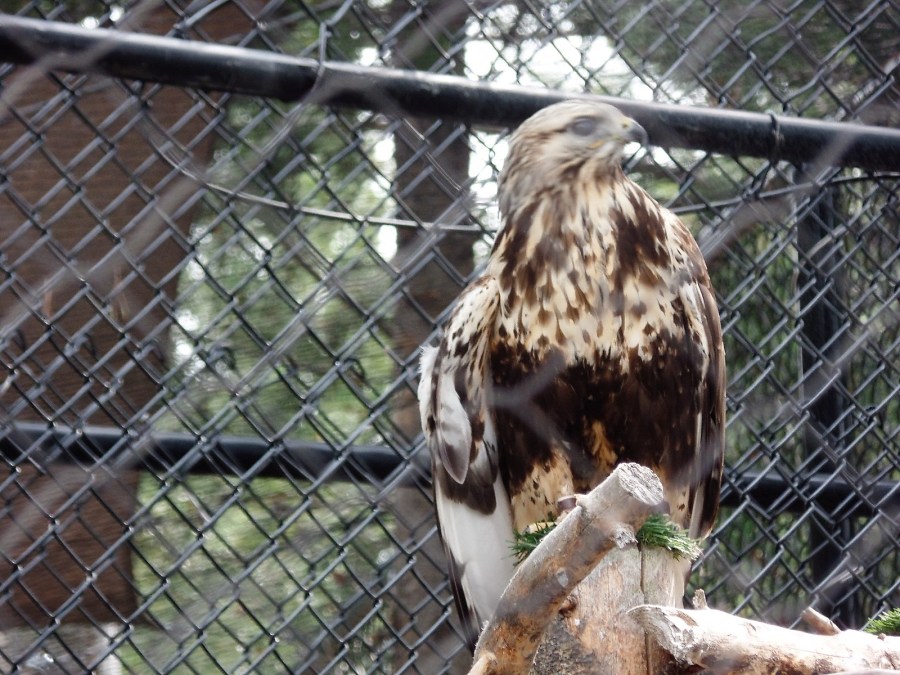 Rough-legged hawk
