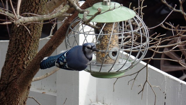 Blue jay at bird feeder