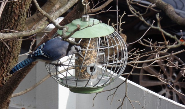 Blue jay at bird feeder