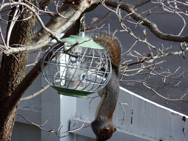 Blue jay at bird feeder