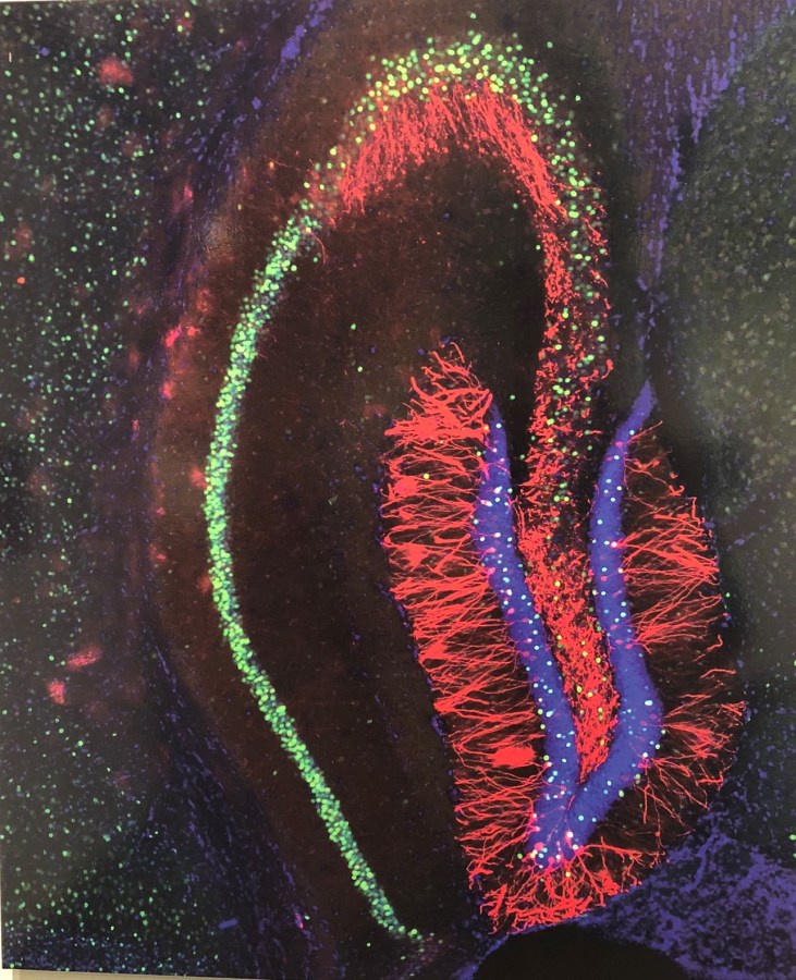 Incepting false memories in the brain