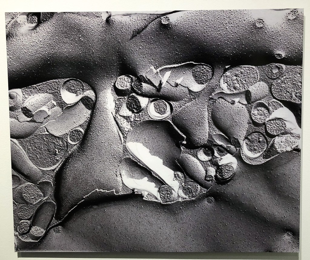 Freeze fracture of a dendritic spine