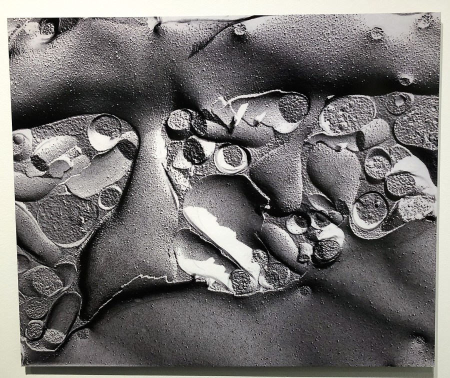 Freeze fracture of a dendritic spine