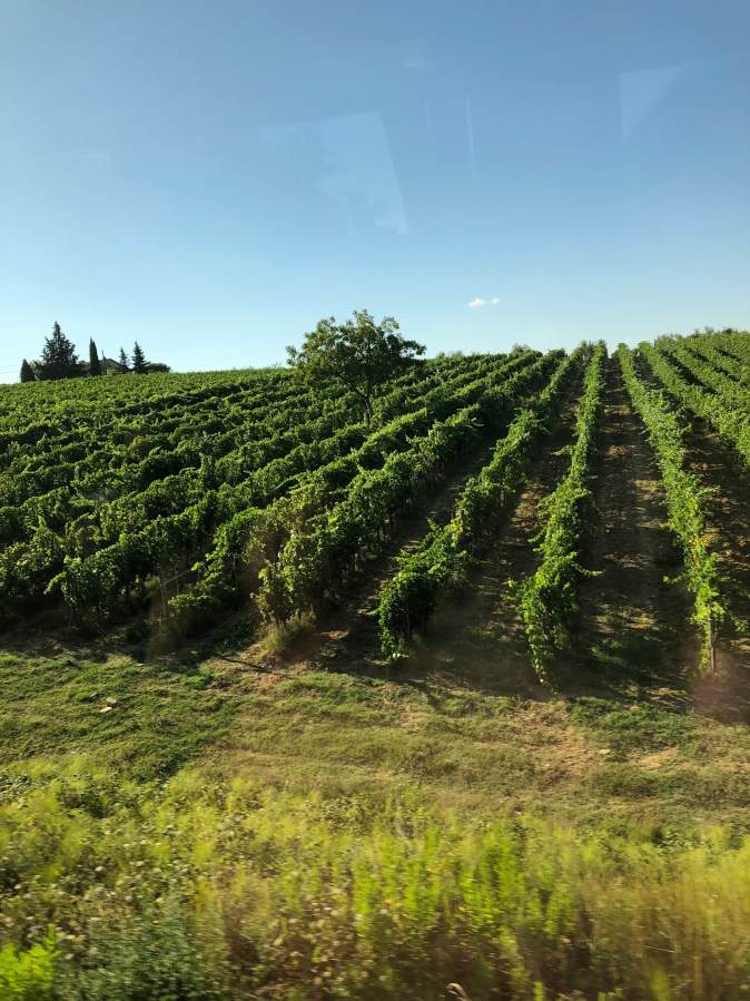 Tuscany vineyards